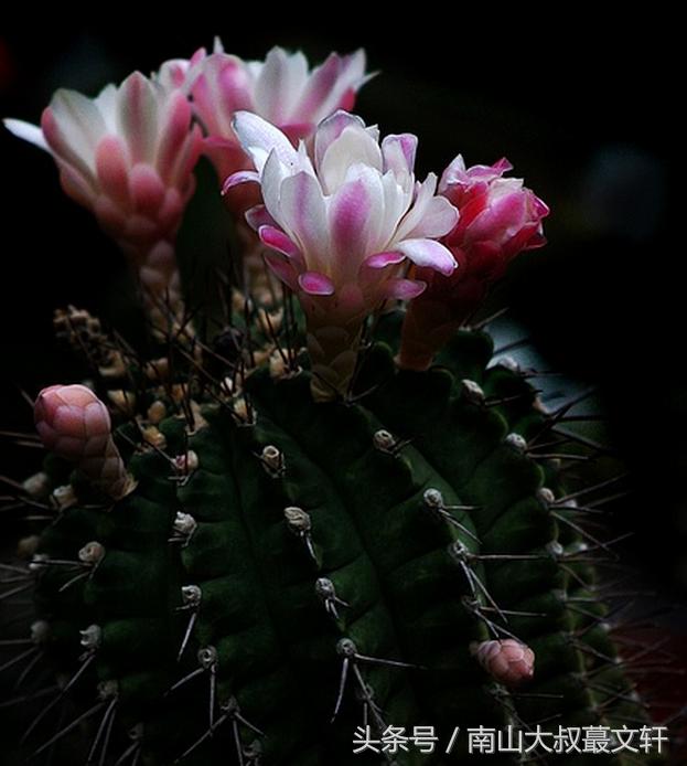 做人要活出自己的模样,做人要个性强