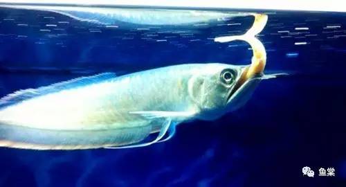 新手如何饲养龙鱼魟鱼,如何养好龙鱼跟魟鱼