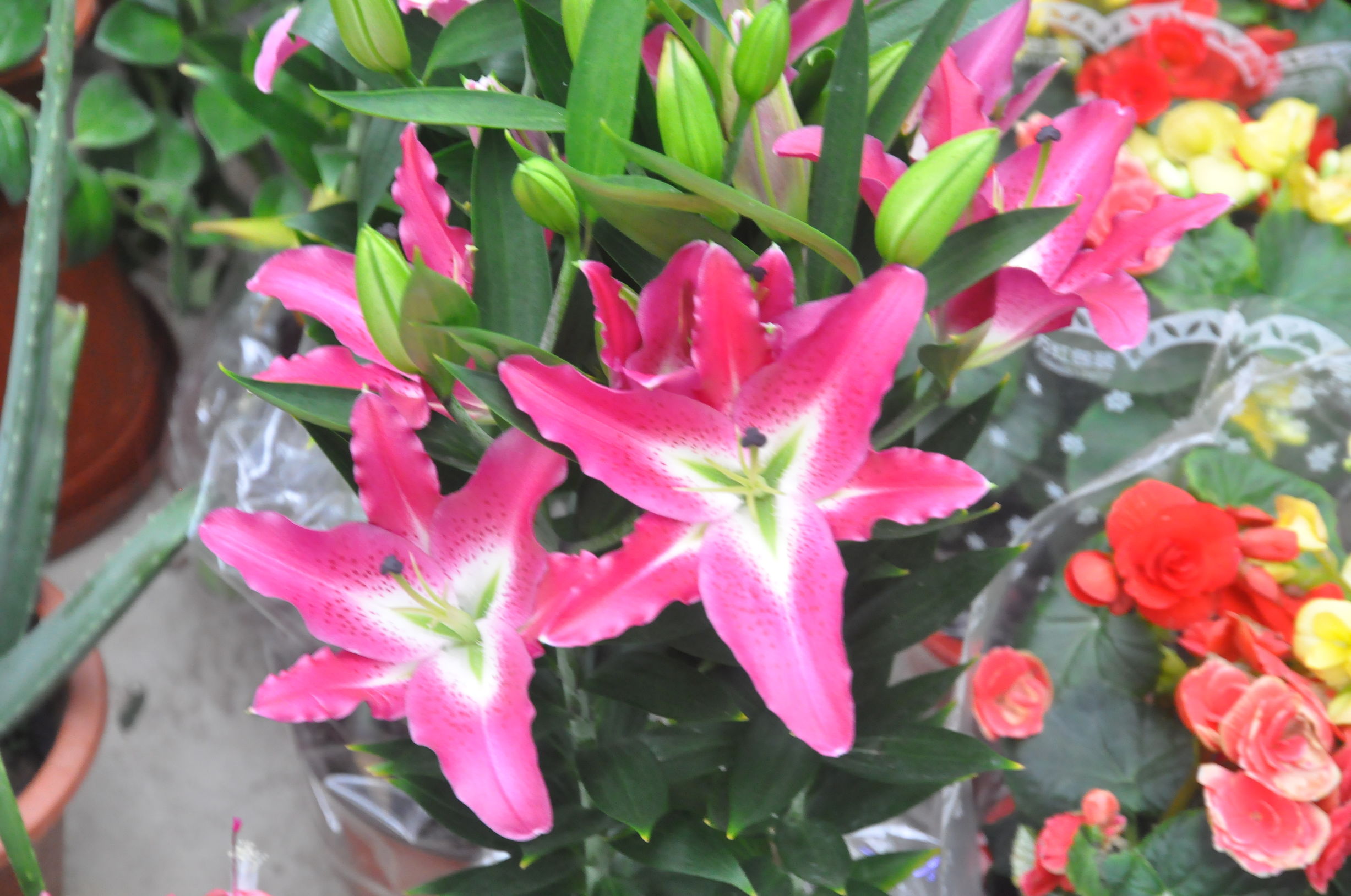 去花卉市场什么季节买花便宜,过年了到花卉市场买花