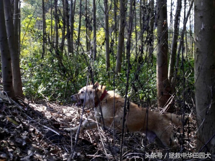 广西桂平川东猎犬,广西土猎犬猎野猪视频