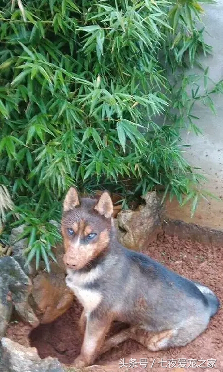 哈士奇在农村放养还是拴住,哈士奇不能养吗