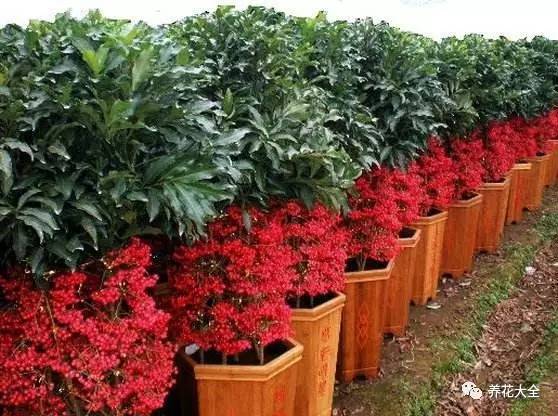 过年观赏花的盆栽,观果花卉盆栽大全