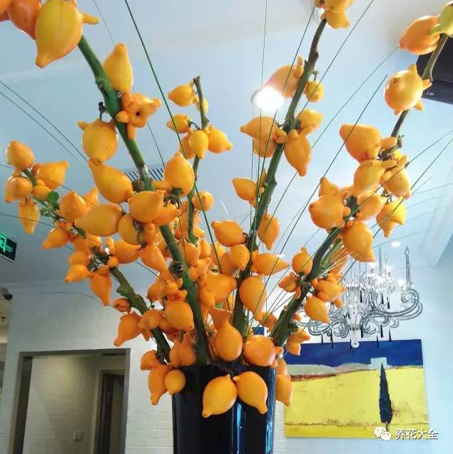 过年观赏花的盆栽,观果花卉盆栽大全