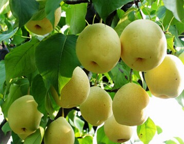 四川省特色镇排名,四川各个区县特色