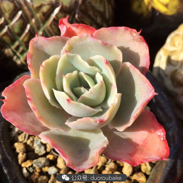 江浙沪多肉过冬,江浙沪一年四季露养的多肉