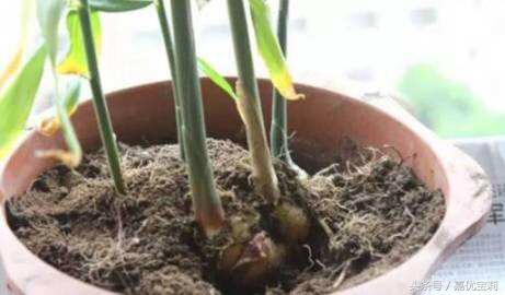 花盆土太硬怎么办,花盆小了土太硬怎么移植