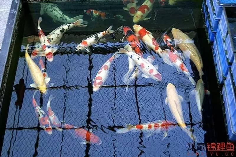 锦鲤春季养殖管理注意事项,锦鲤过冬的正确方法