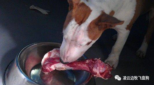 注意！骨头可以杀死狗！