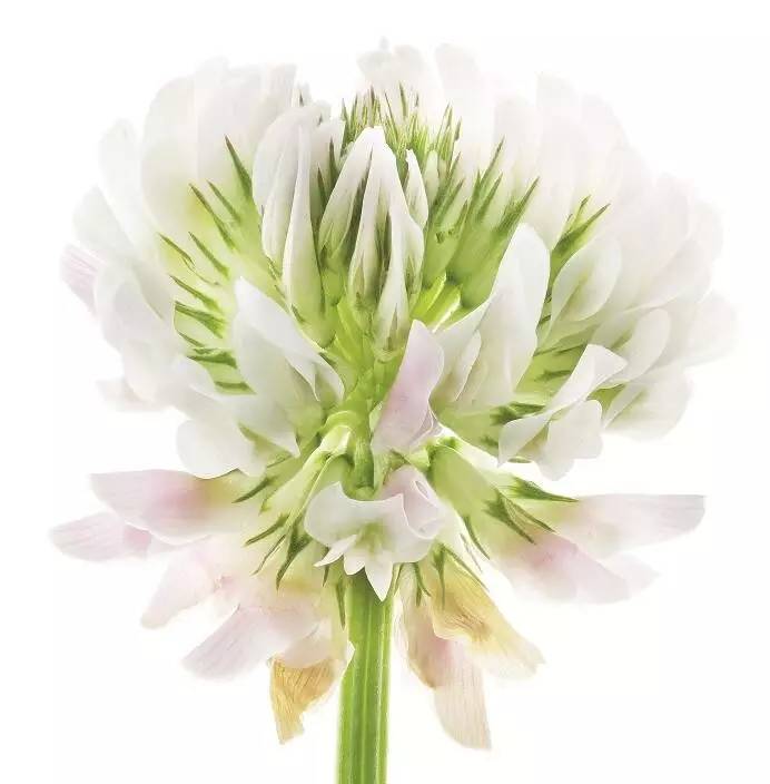 美得让人窒息的景色,美得让人窒息的紫藤花