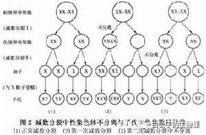 大白课|人可以有第三种性别吗?不行的话可以创造出来吗?