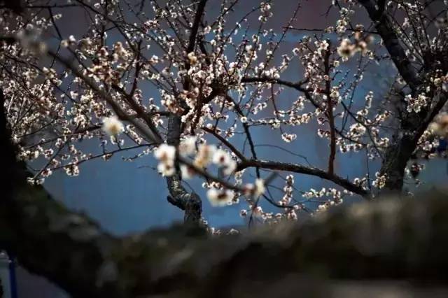 苏州春季梅花免费观赏胜地,苏州梅园赏梅花时间