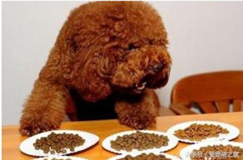 幼泰迪贵宾犬怎么养活的,泰迪贵宾犬适合新手养吗