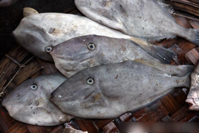 越南芽庄最新海鲜,实拍越南的海鲜集市