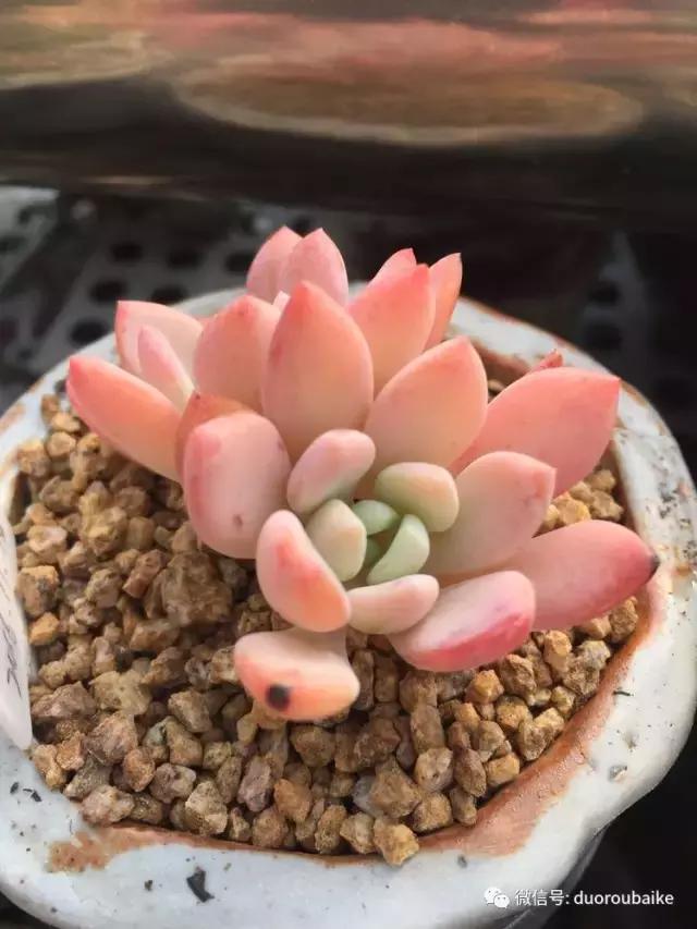 没有暖气的包邮区,肉肉照样美美的!