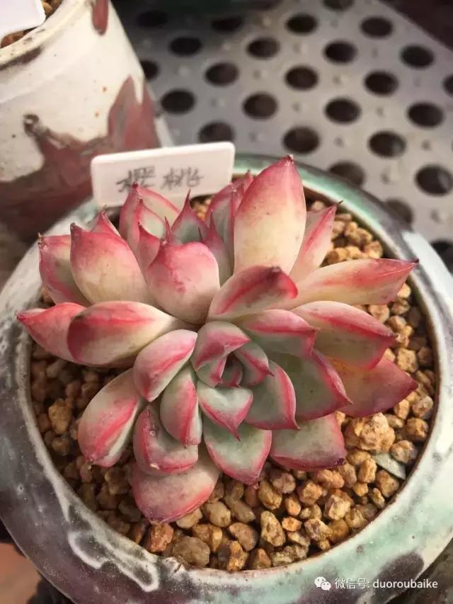 没有暖气的包邮区,肉肉照样美美的!