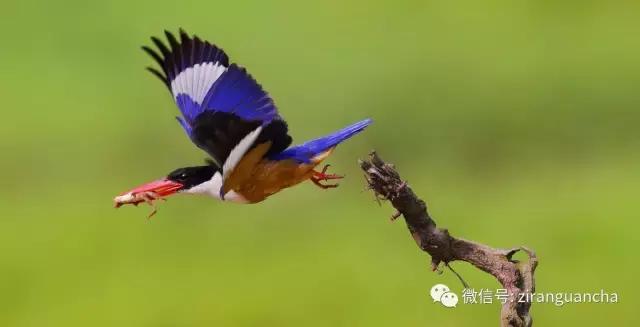 生物分类方法和技巧,最全生物分类