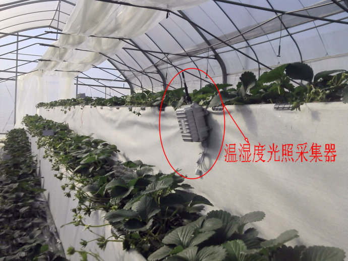 每年1月份是草莓生长的关键时期,挣不挣钱就看这个月了!