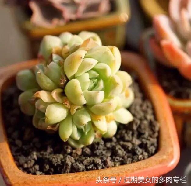 入坑一年小说,入坑一年