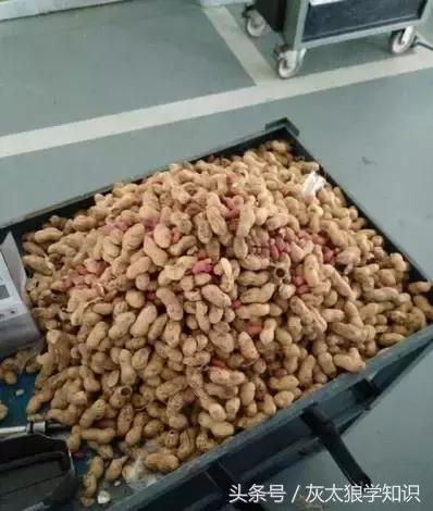 老鼠洞里挖出来花生,老鼠偷花生被发现