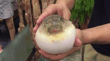 上海河豚料理店,河豚特色料理上海