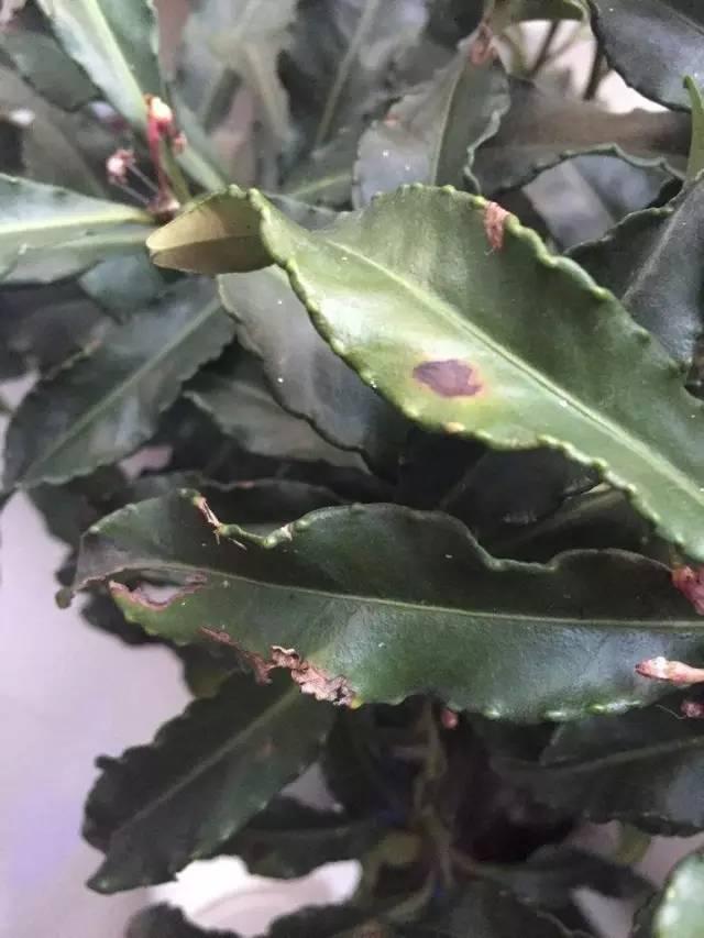 富贵子冬天会黄叶落叶,富贵籽怎么养不黄叶落叶