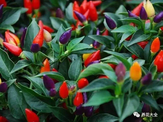 过年观赏花的盆栽,观果花卉盆栽大全