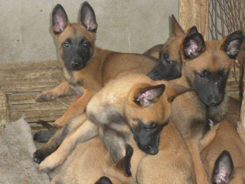 马犬幼犬怎么训练都训什么,马犬幼犬怎么训练才不乱咬人