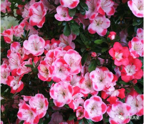 最美大杜鹃花图片,中国最美天然杜鹃花