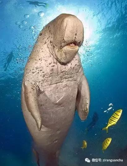 生物分类方法和技巧,最全生物分类