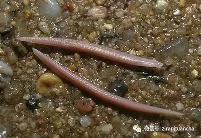 生物分类方法和技巧,最全生物分类