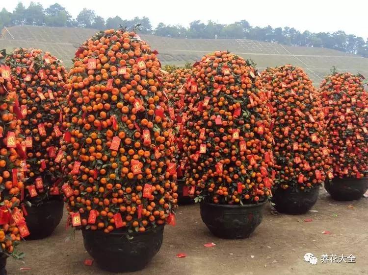 过年观赏花的盆栽,观果花卉盆栽大全