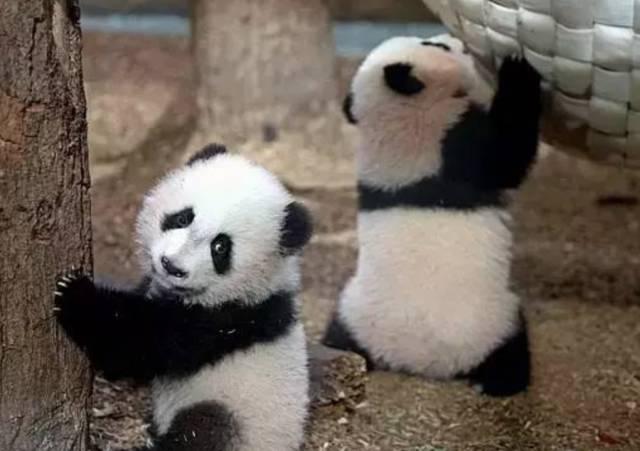 为求得一只熊猫的抚养权，英美荷法等国家连尊严都不要了