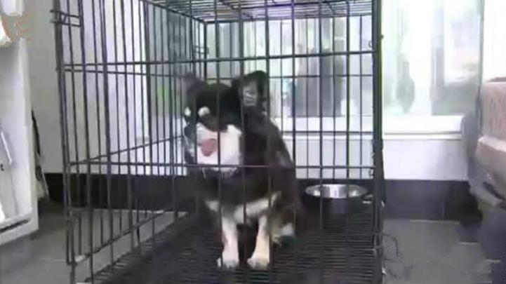 狗厂的盈利,狗厂利润