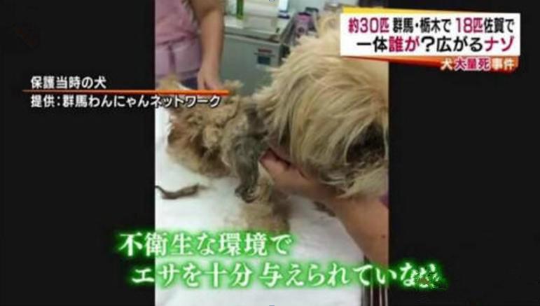 狗厂的盈利,狗厂利润