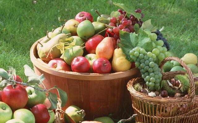 农村怎样致富赚钱,农村致富新门路