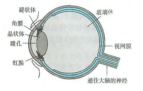 转转眼珠缓解疲劳,经常转转眼珠可以恢复视力吗