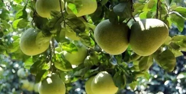 福建汀州土特产,福建零食特产有哪些