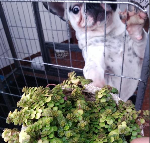 多肉新手必踩十大坑,多肉入坑的一百个理由