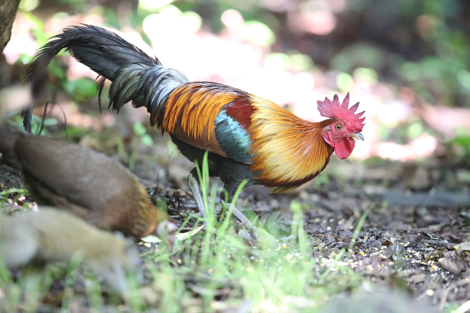 鸡为什么是最富裕的生肖,看似很弱鸡其实很猛的生肖