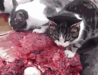 伊布曼联联赛进球,曼联新援伊布首秀倒钩破门