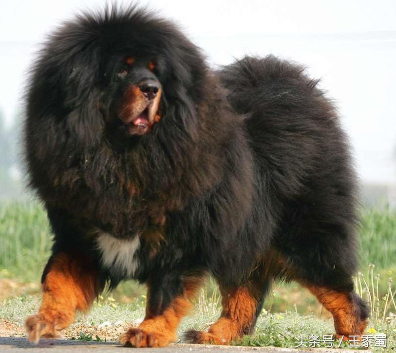 藏獒和老虎狮子哪个厉害,藏獒vs老虎狮子豹子