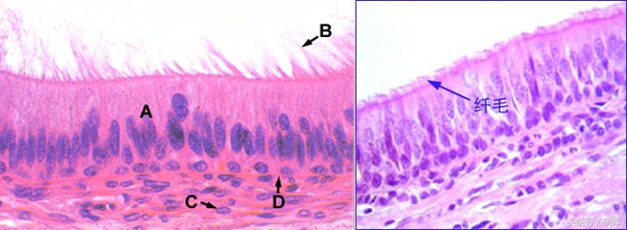 咳嗽、气管炎,此方用一次,明天就能好,为了健康,还是备着吧!