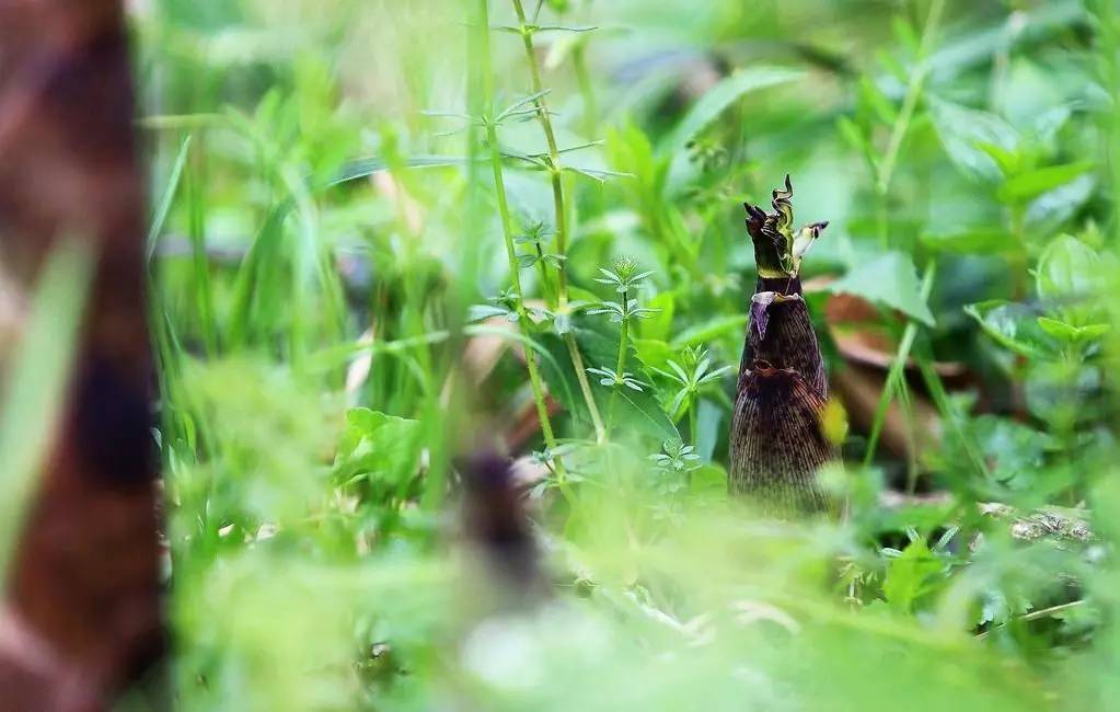 潮菜贵的原因,为什么潮菜那么出名