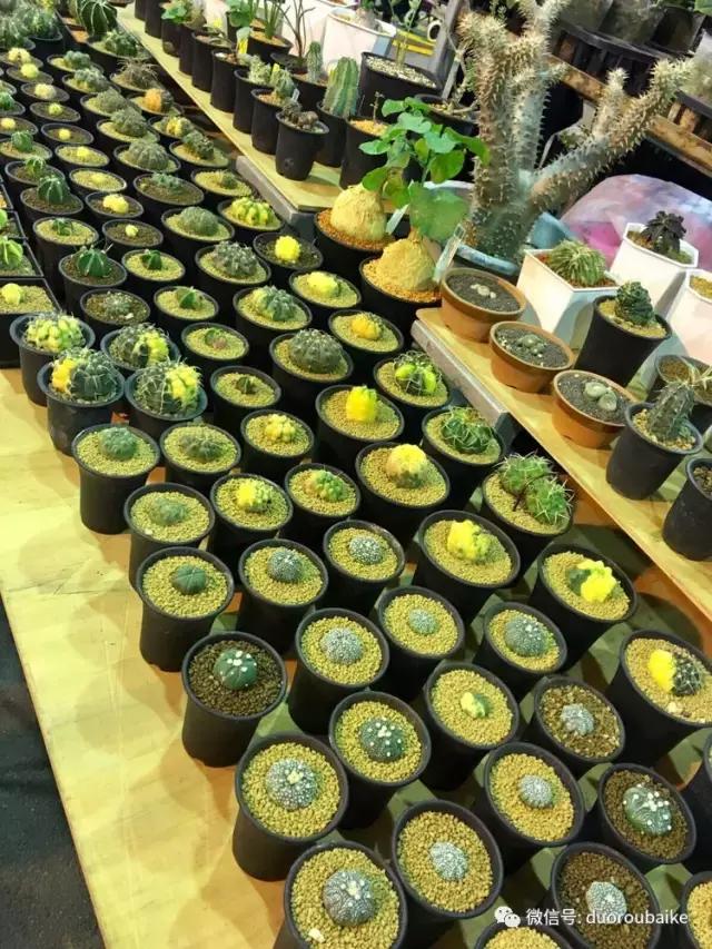 台湾寻肉之旅：小玲带你逛春节的台北花市！