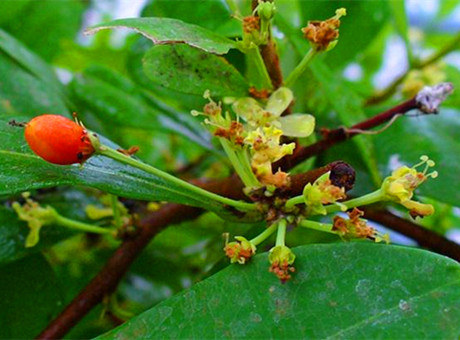 “周立波*品毒**风云”揭秘——快克*卡因可**(古柯碱)