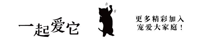 宠狗知识,宠萌指南哈士奇