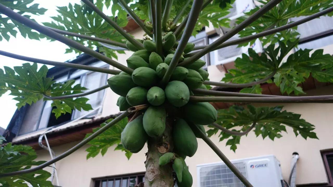 鼓浪屿真的值得去吗,鼓浪屿还敢去玩吗