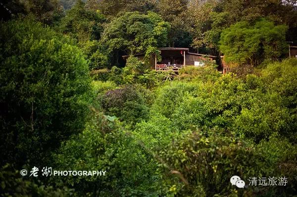 惊！艳！清远这片森林惊现空中吊屋！来过你再也不想回家
