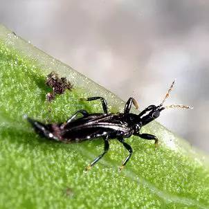 杀虫剂是可以解决虫害的第一选择,杀虫剂有哪些防治方法和使用方法