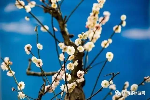 「乐在囧途」赏腊梅、逛庙会、看灯光展,这个春节带着家人去鄢陵吧!